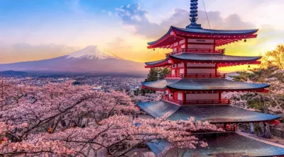 Sakurablüten, Japan