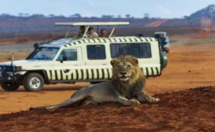 Ein Löwe in Safari, Kenia