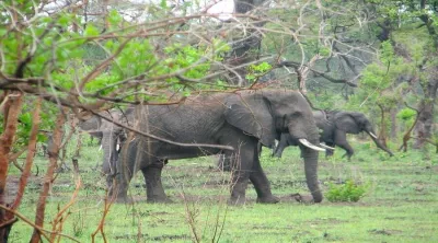 Elephant View, Malawi