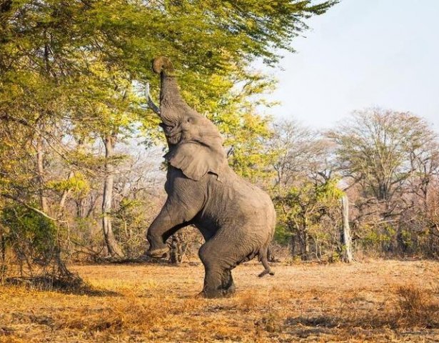 Elephant in a national park, Malawi