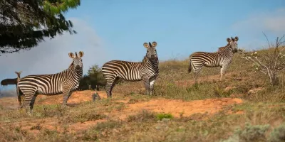 Liwonde Game Reserve, Malawi