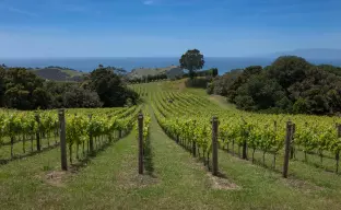 Waiheke Island Neuseeland