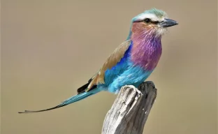 Veilchenbrustrolle, Süd-Luangwa-Nationalpark, Sambia