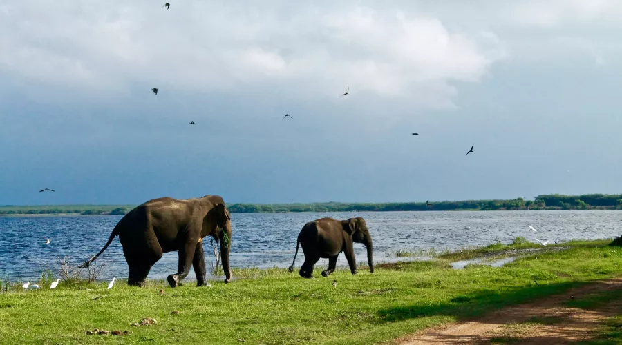 Sri Lanka hat ein neues E-Visum für Touristen eingeführt