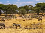 Wildtierpark in Tansania