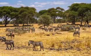 Wildtierpark in Tansania