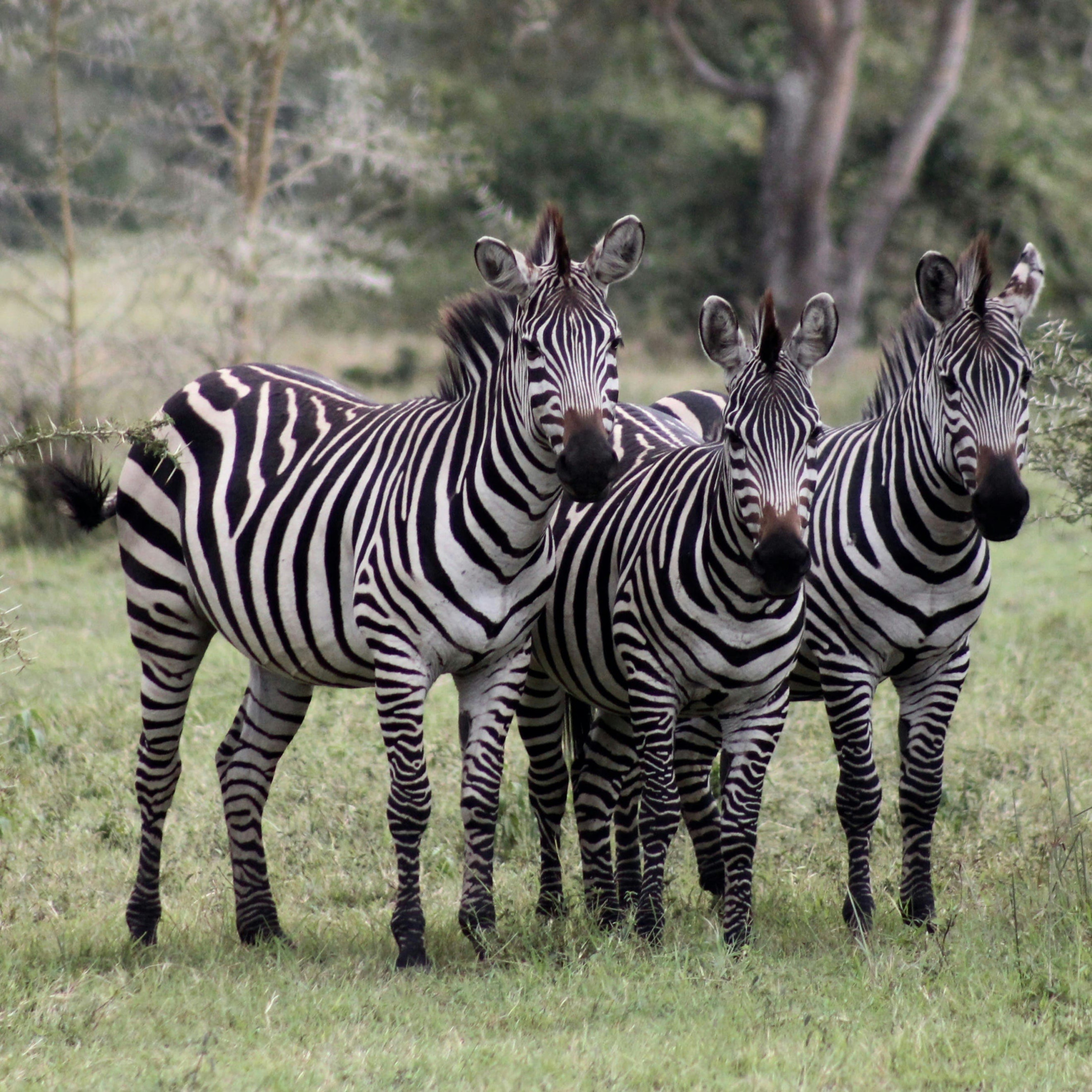 Zebras bei einer Safari in Kenia sichtigen